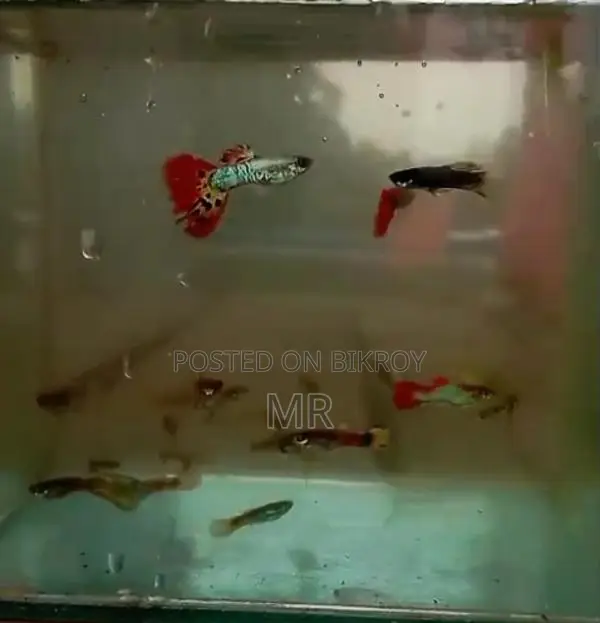 Fancy Mix Guppy