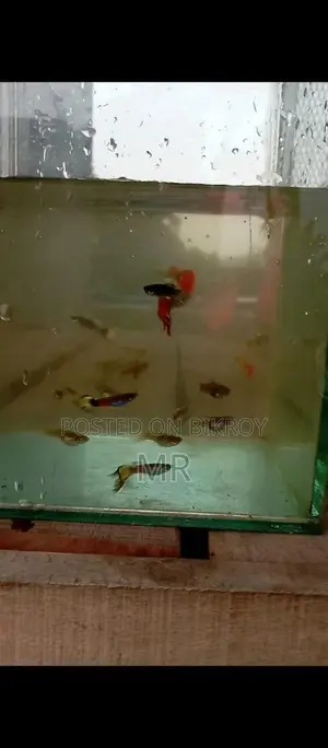 Fancy Mix Guppy
