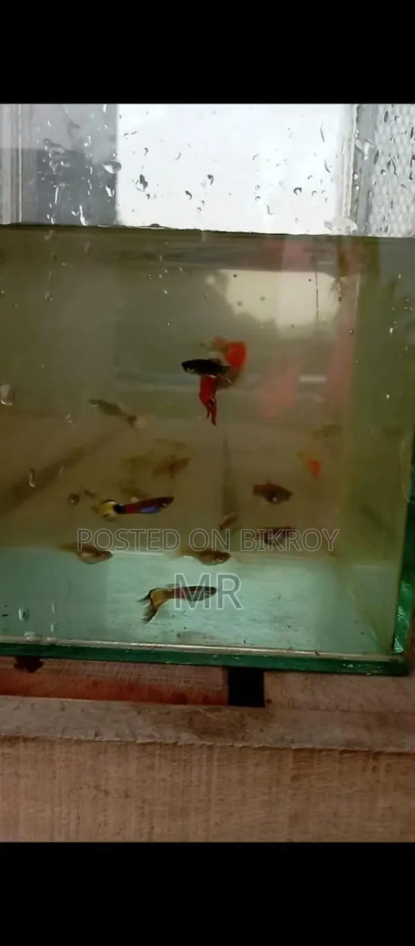 Fancy Mix Guppy