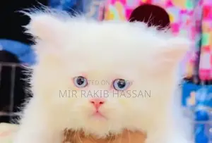 Persian Blue Ice Male Kitten