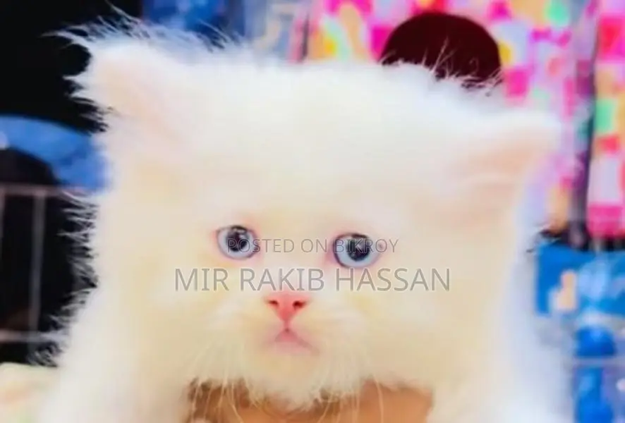Persian Blue Ice Male Kitten