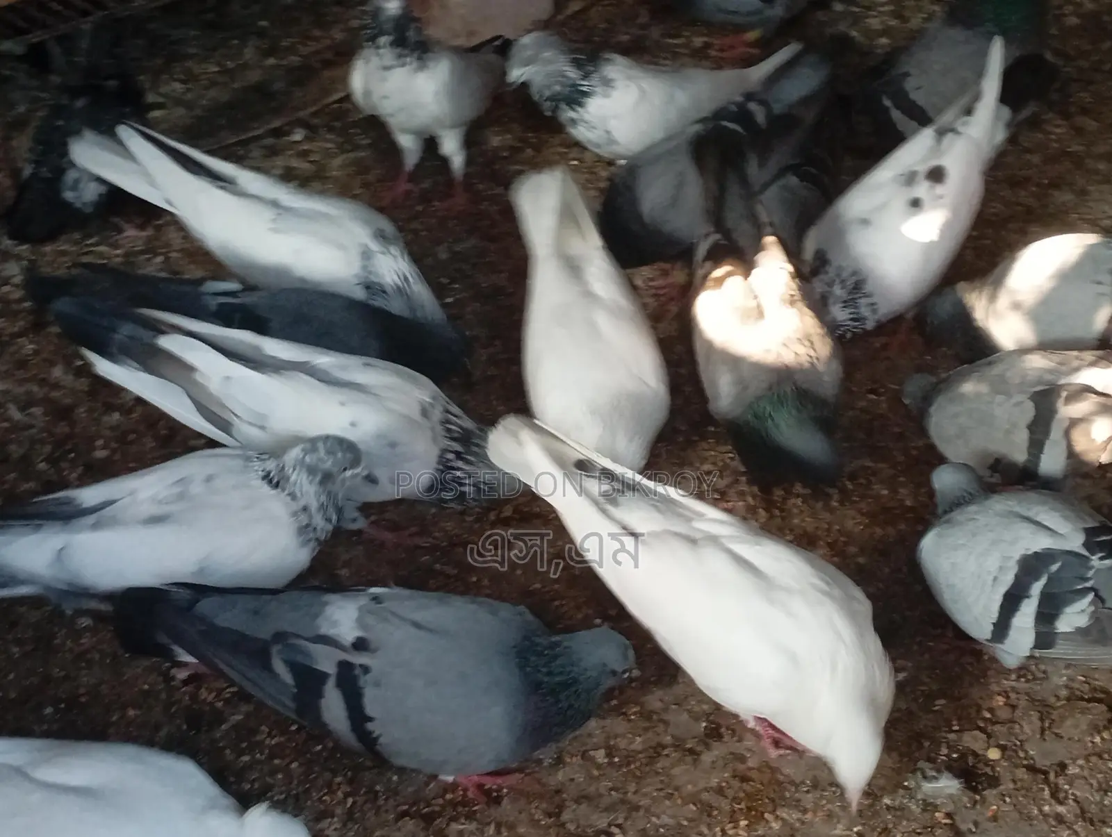 কিছু বুনো এবং জুটি কাজলি রানিং কবুতর বিক্রয় করা হইবে