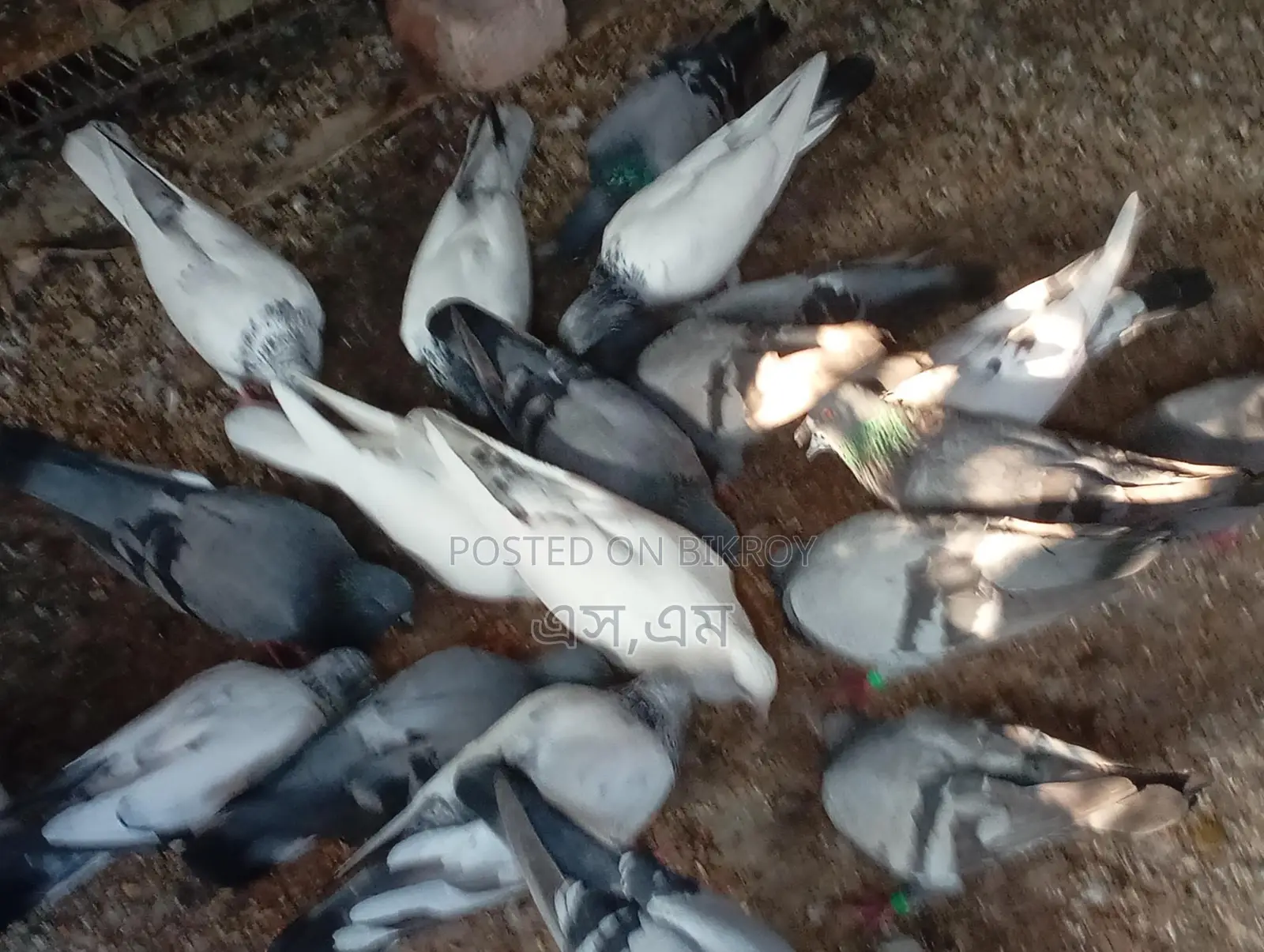 কিছু বুনো এবং জুটি কাজলি রানিং কবুতর বিক্রয় করা হইবে