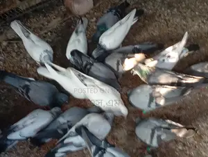 কিছু বুনো এবং জুটি কাজলি রানিং কবুতর বিক্রয় করা হইবে