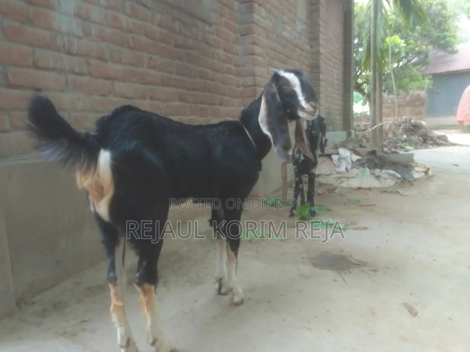 Large Goat, Small Breed