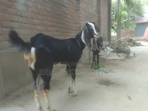 Large Goat, Small Breed