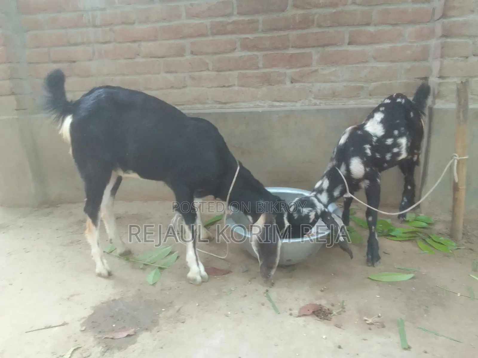 Large Goat, Small Breed