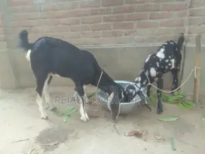 Large Goat, Small Breed