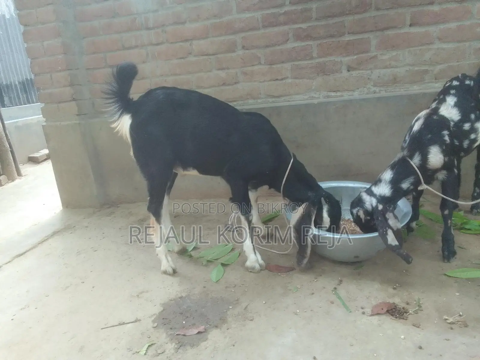 Large Goat, Small Breed
