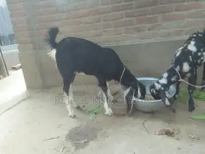 Large Goat, Small Breed