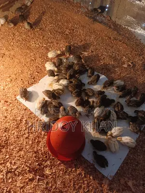 Quail Birds