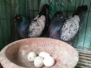 Modena Female Pigeons
