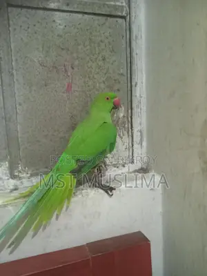 Ringneck Parrot