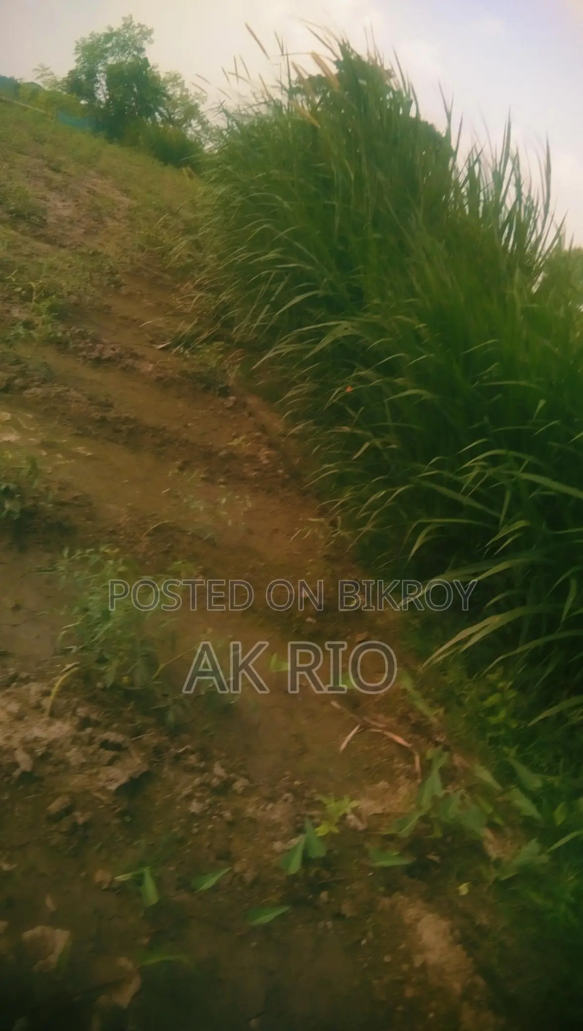 Farm-Grown Soft Grass for Sale