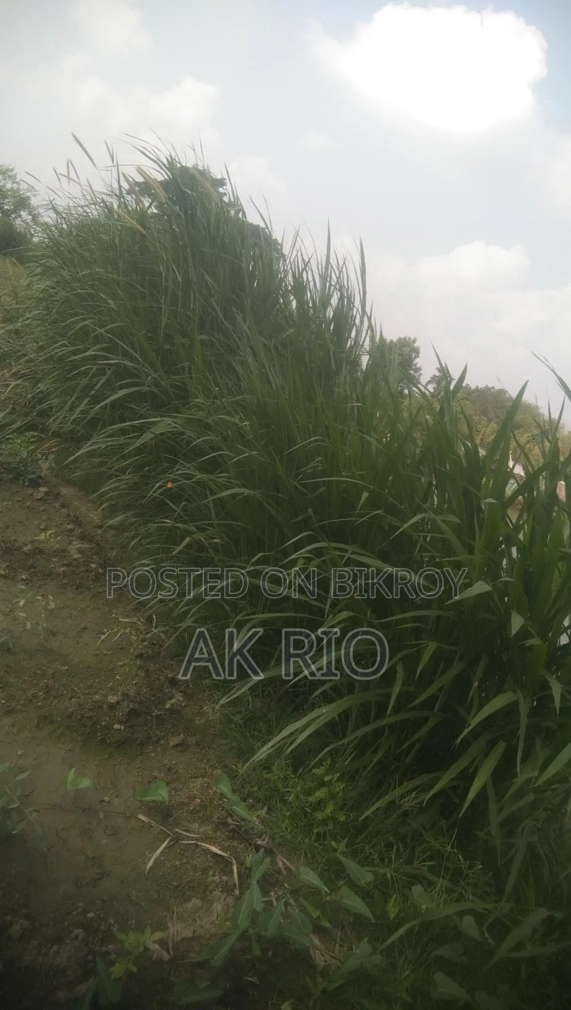 Farm-Grown Soft Grass for Sale