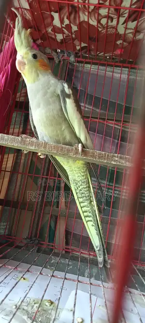 Cockatiel