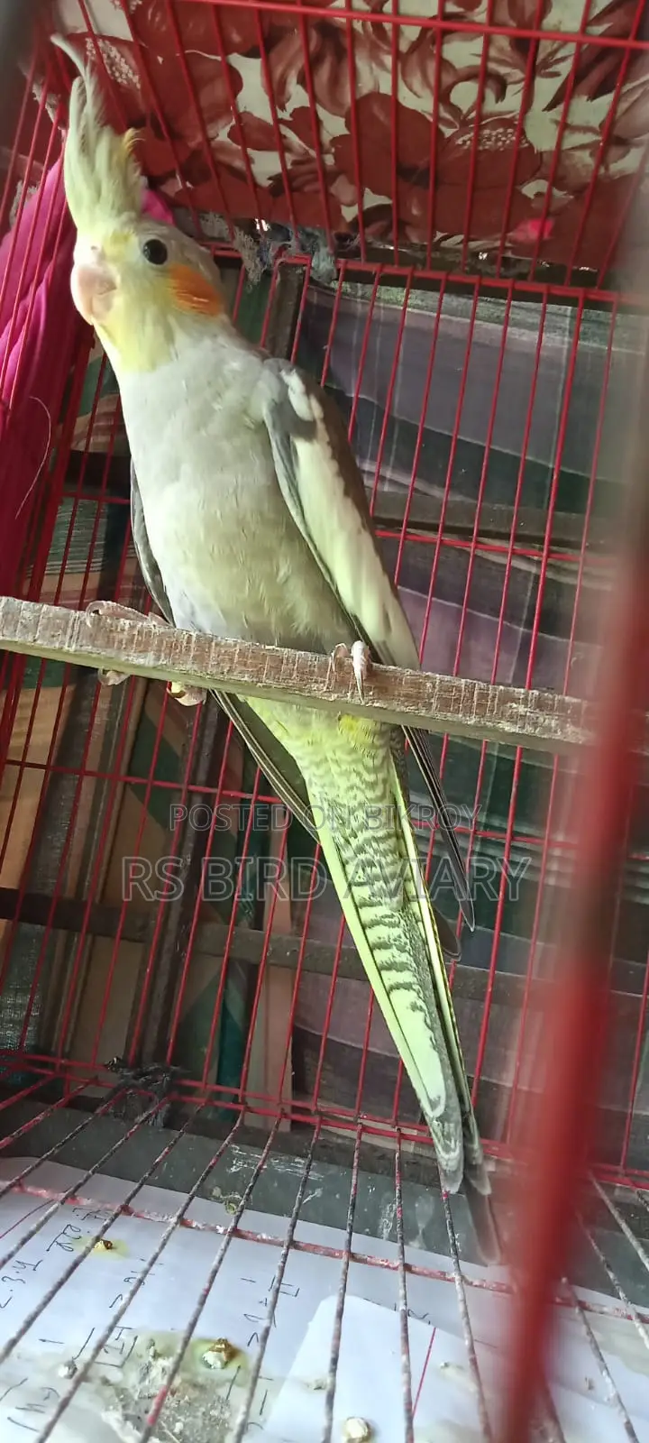 Cockatiel