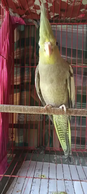 Cockatiel