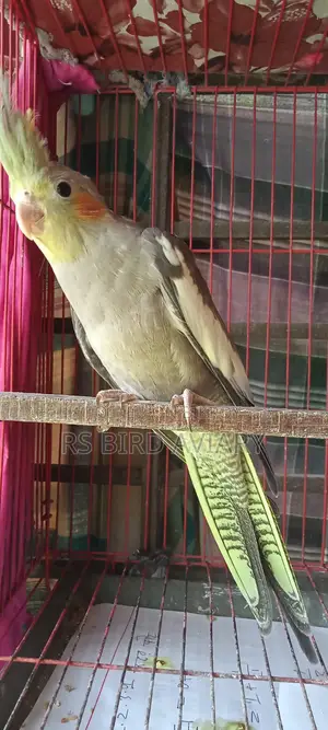 Cockatiel