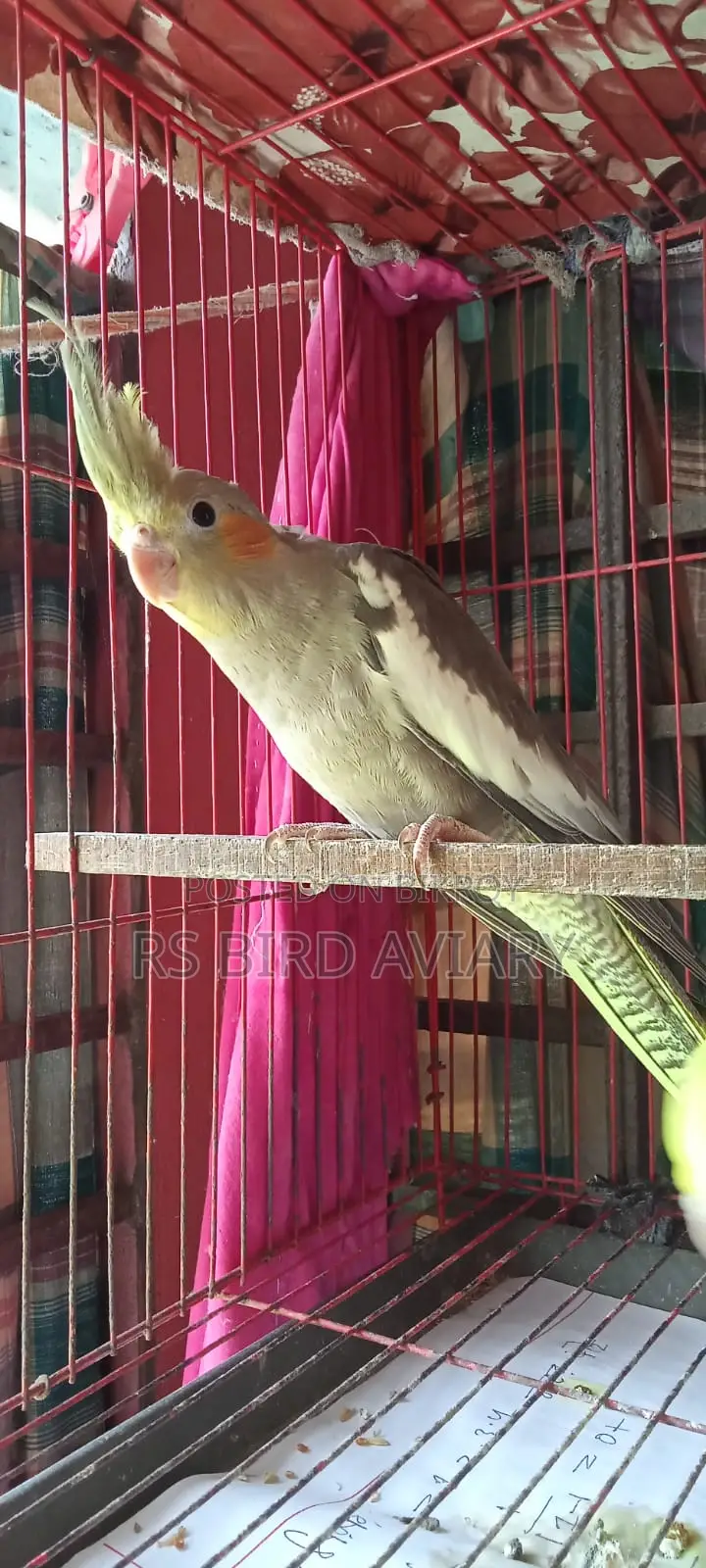 Cockatiel