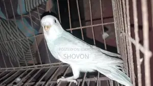 Tame Size Budgie