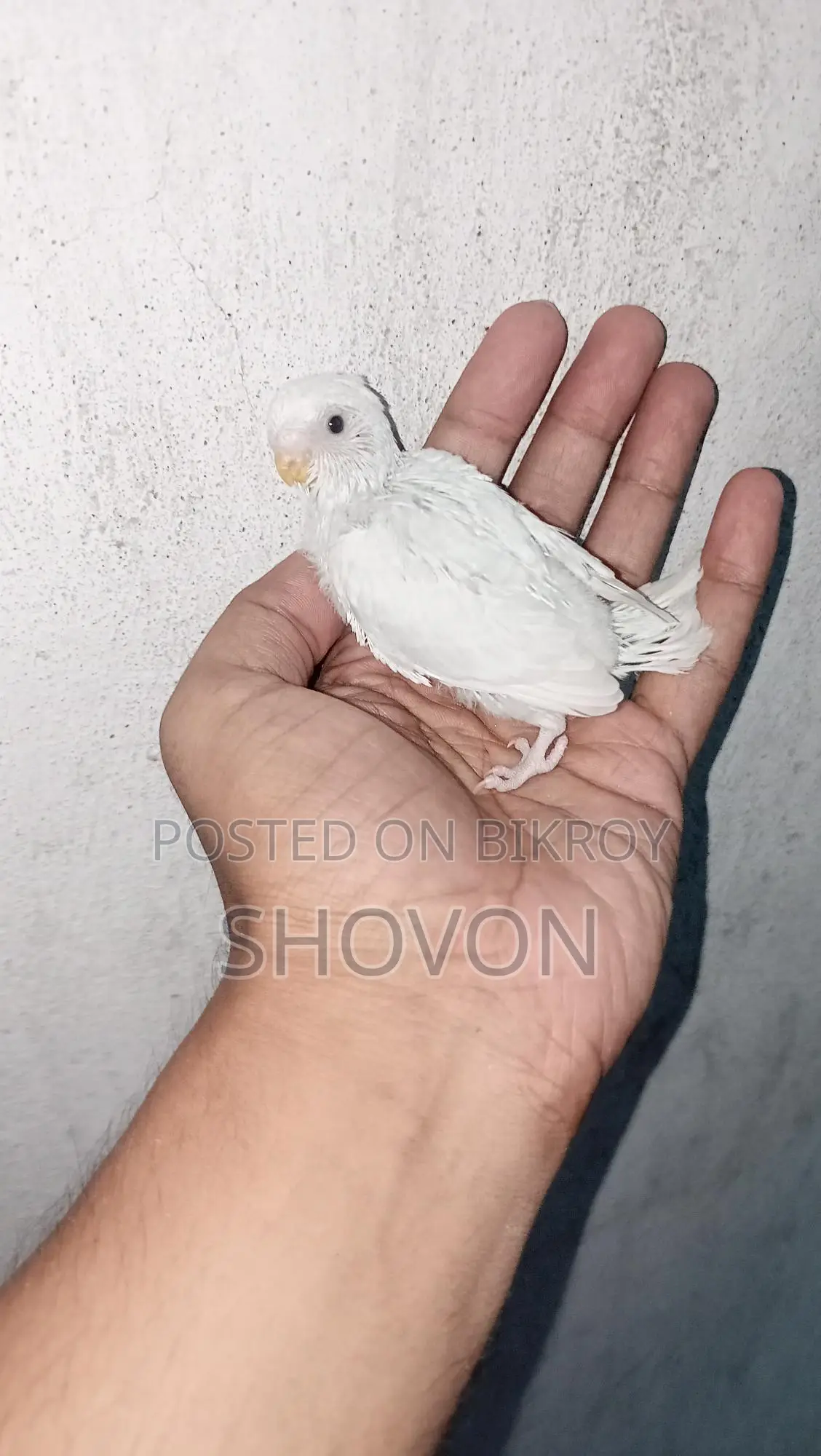 Tame Size Budgie