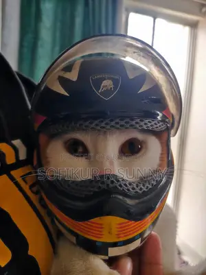 Cat helmet