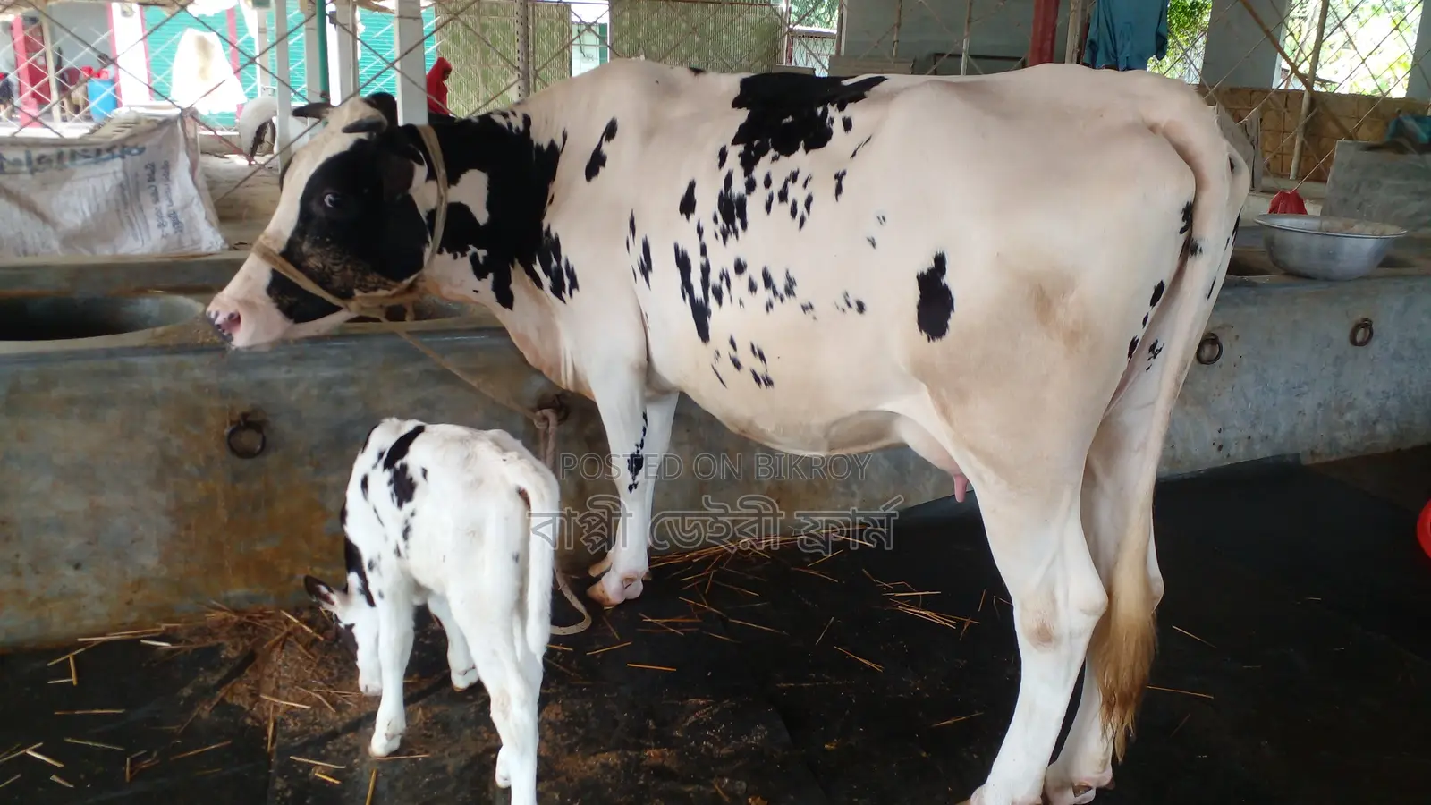 Cow no. 1173 is undoubtedly good for farming.
