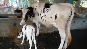Cow no. 1173 is undoubtedly good for farming.