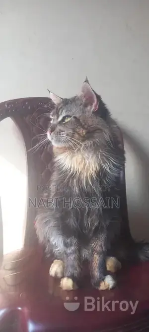 maine coon adult male