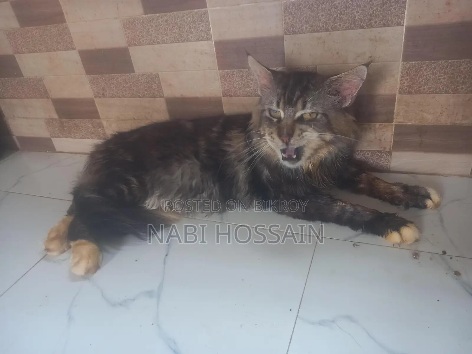 maine coon adult male