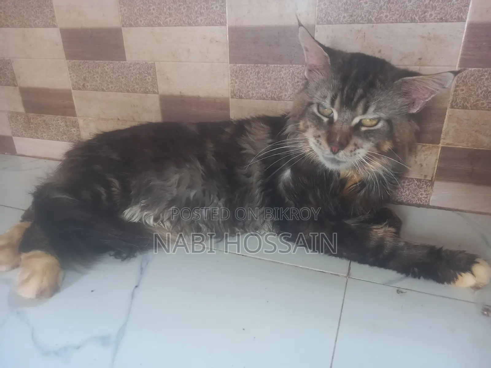 maine coon adult male