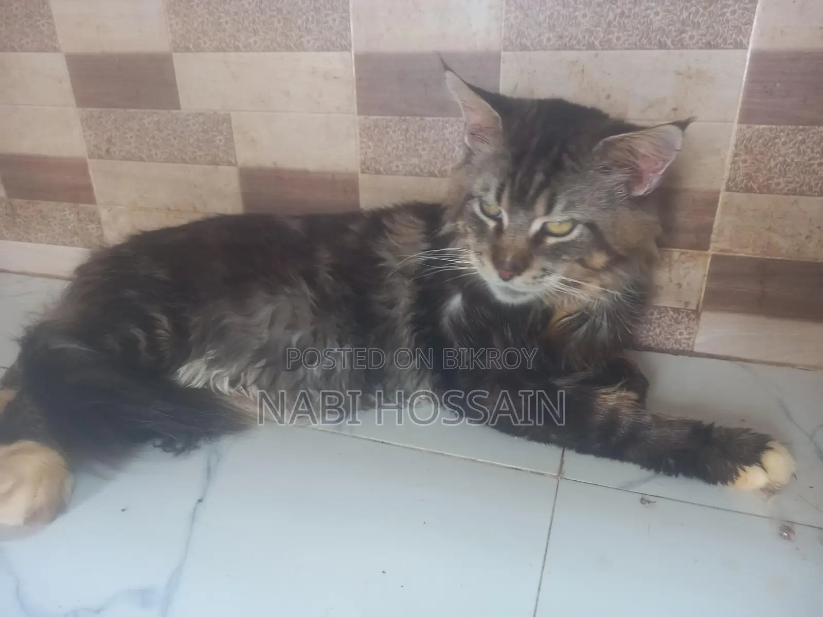 maine coon adult male