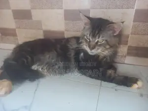 maine coon adult male