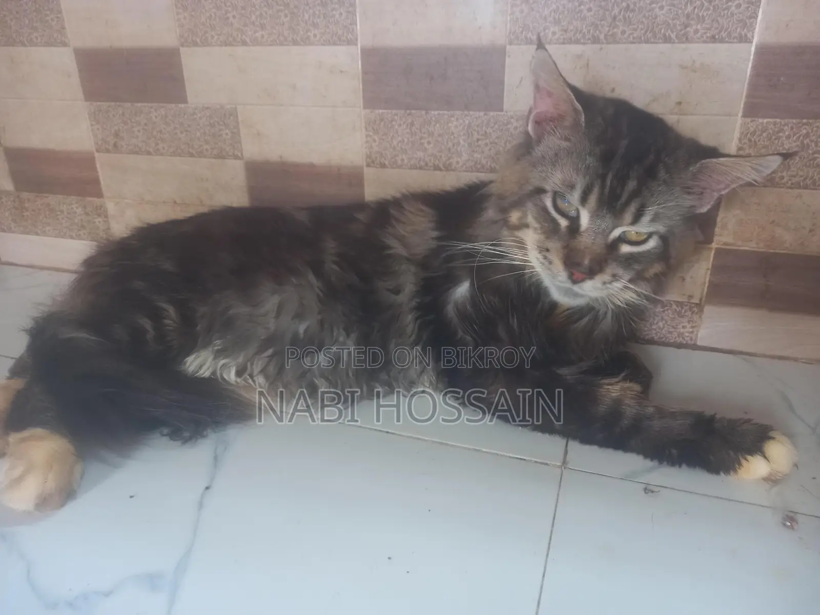 maine coon adult male
