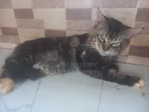 maine coon adult male