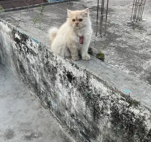 Pure Persian 3rd Coat Male Kitten 3 Months Old
