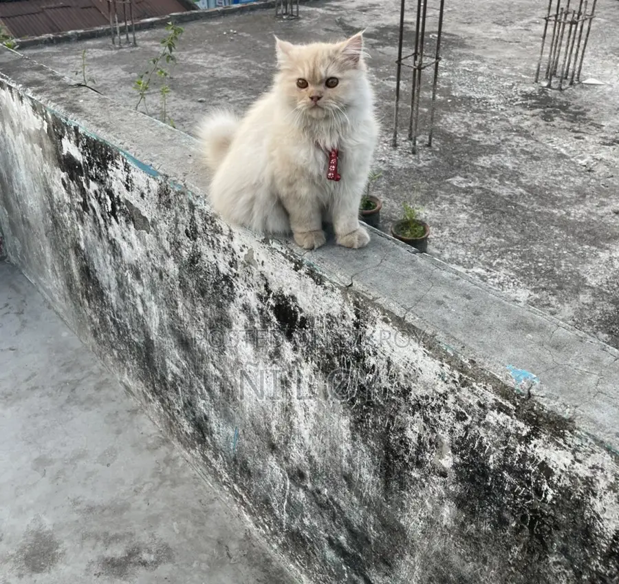 Pure Persian 3rd Coat Male Kitten 3 Months Old
