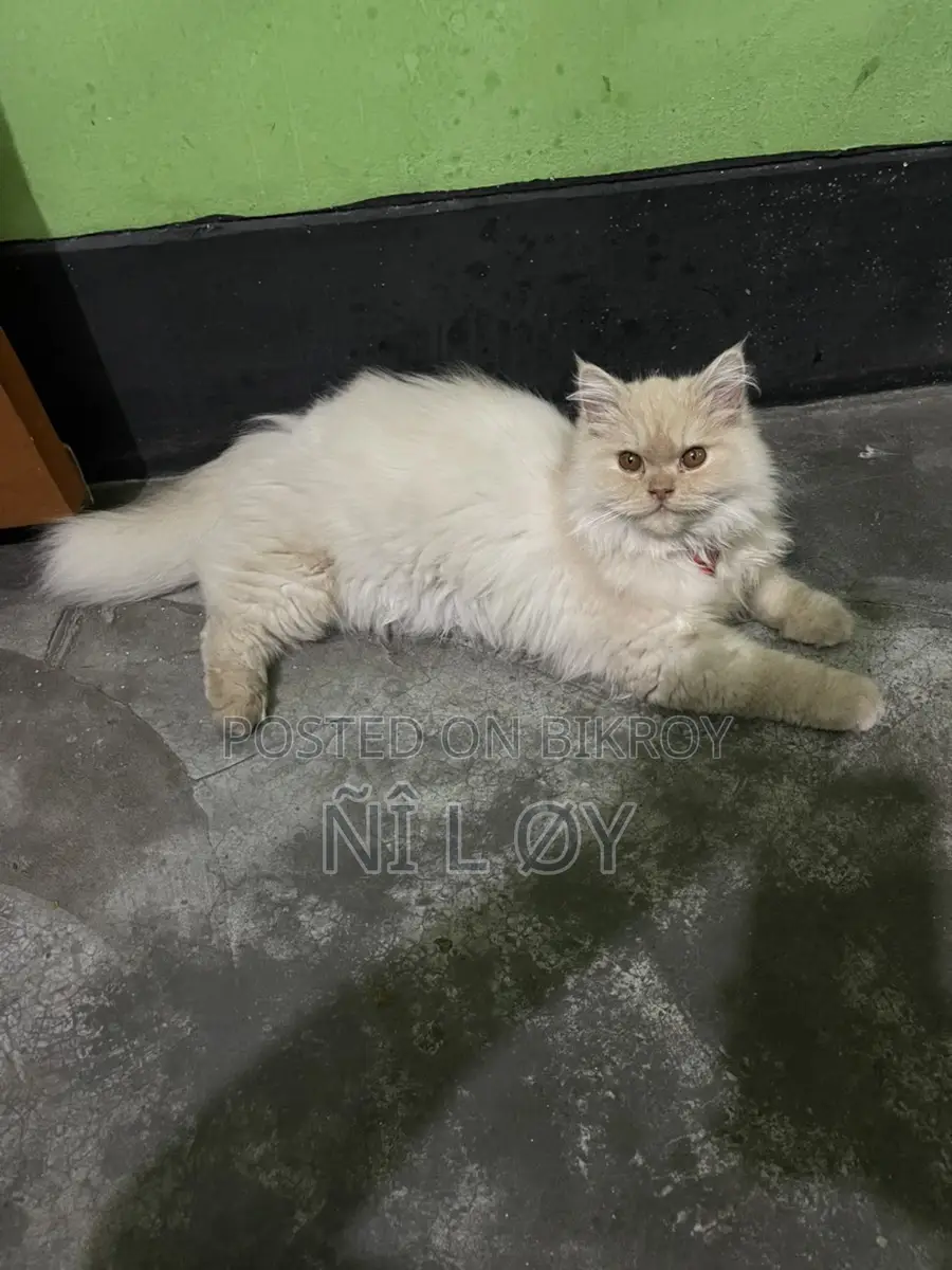 Pure Persian 3rd Coat Male Kitten 3 Months Old