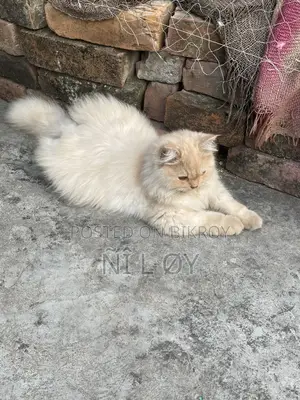 Pure Persian 3rd Coat Male Kitten 3 Months Old