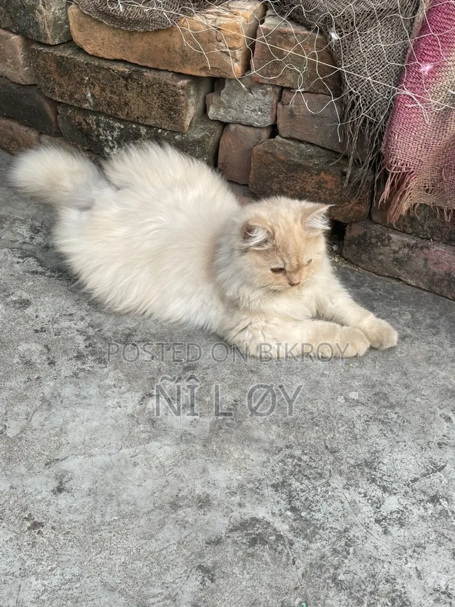 Pure Persian 3rd Coat Male Kitten 3 Months Old