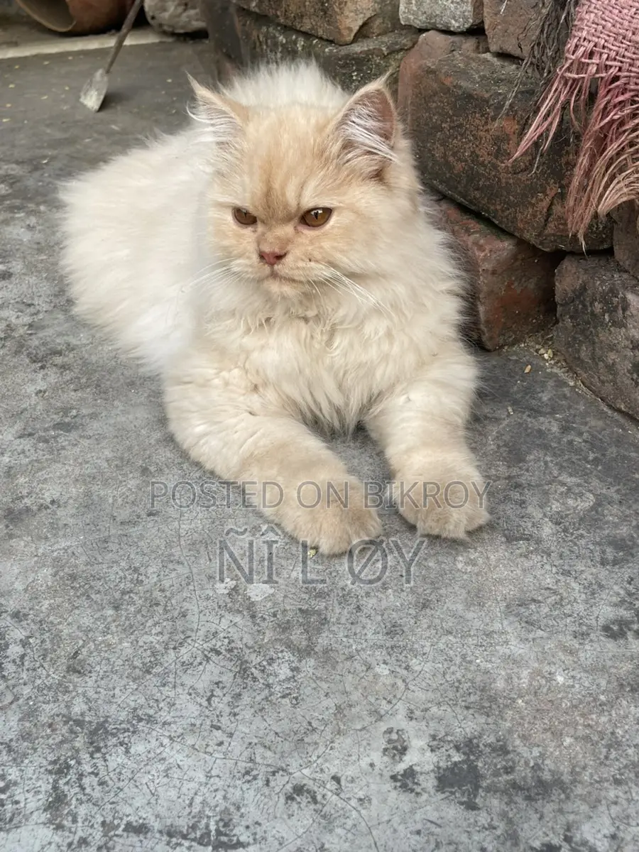 Pure Persian 3rd Coat Male Kitten 3 Months Old