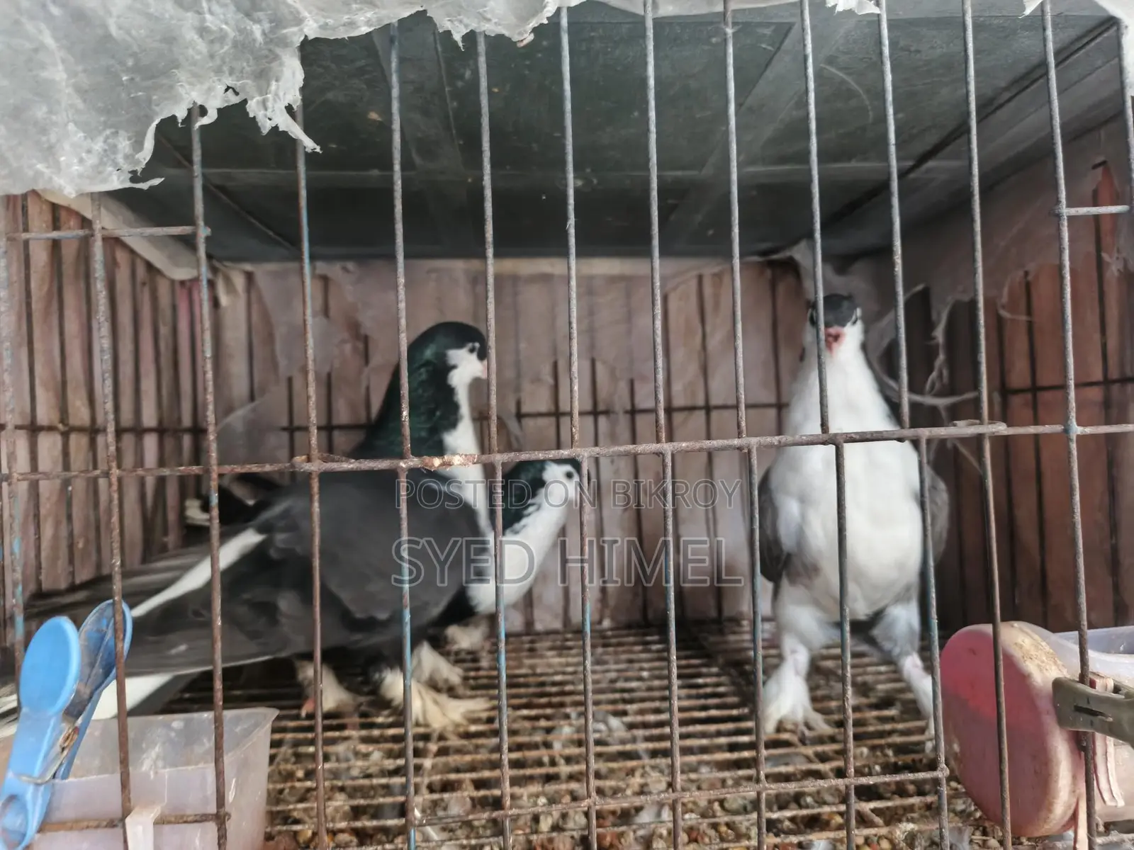 5 Siraji Pigeons for Sale