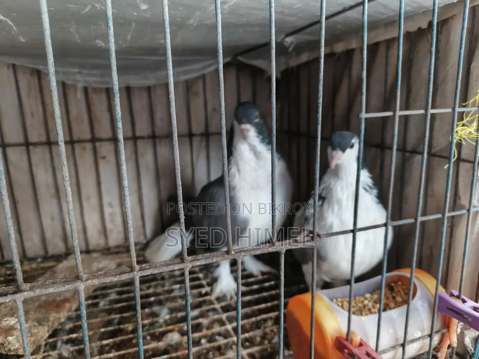 5 Siraji Pigeons for Sale