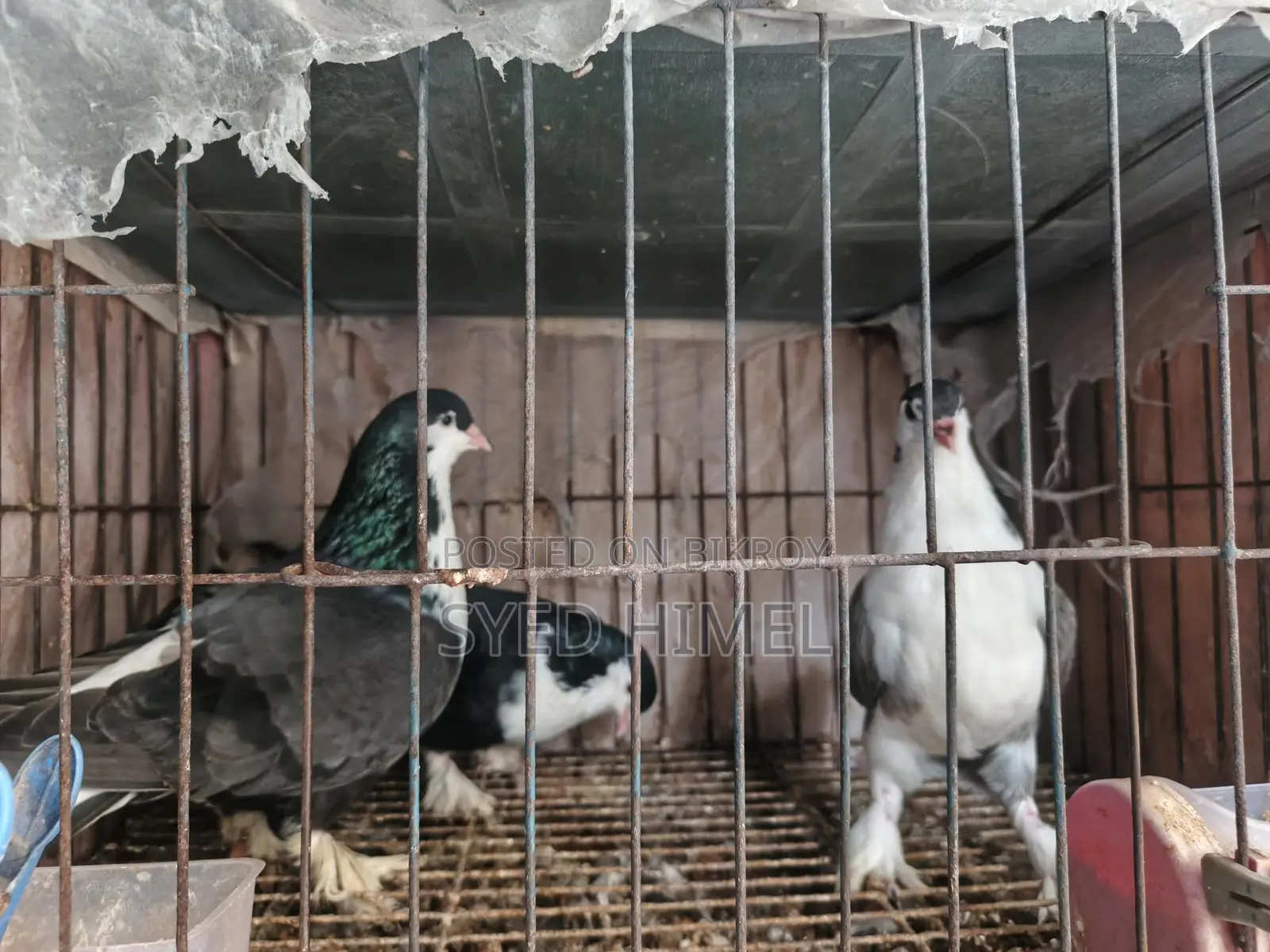 5 Siraji Pigeons for Sale
