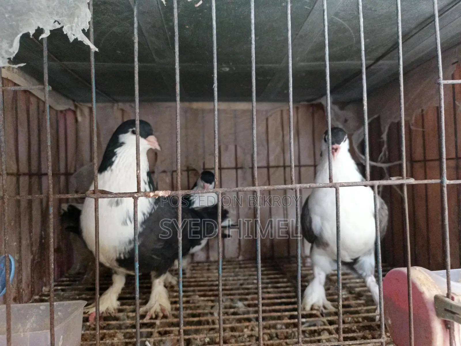 5 Siraji Pigeons for Sale