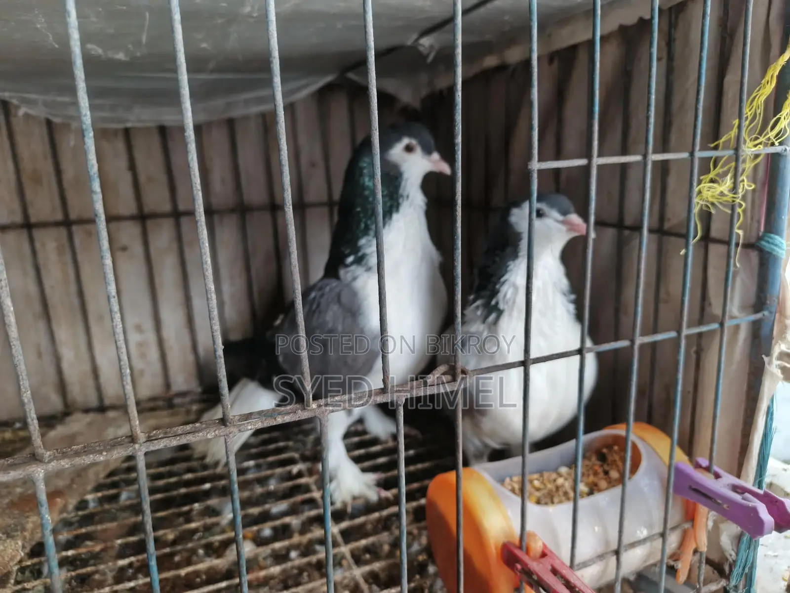 5 Siraji Pigeons for Sale