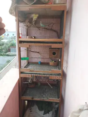 Bird Cages