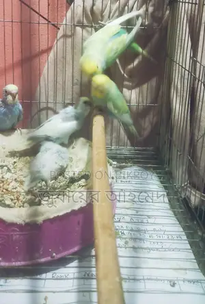 Pair of Running Budgies for Sale