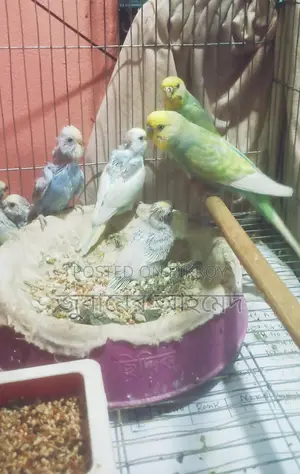 Pair of Running Budgies for Sale